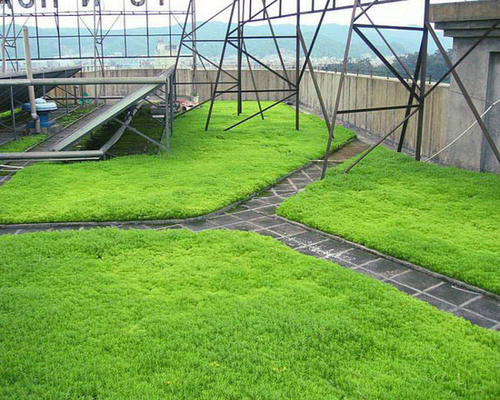 屋顶草坪