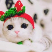 可爱猫咪图片(可爱小猫咪卖萌图片)