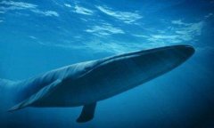 蓝鲸的图片(世界上最大的海洋蓝鲸图片)