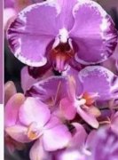 Orchid(Orchid是什么颜色)
