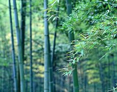 竹子的图片(竹子风景图片)